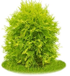 Thuja orientalis aurea nana Stumpy Joe conifer plant