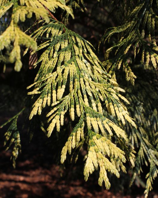 thuja plicata zebrina conifer tree with variegated foliage dark green and creamy white coloured