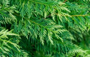 thuja plicata conifer zebrina green soft foliage with variegated creamy white stripes