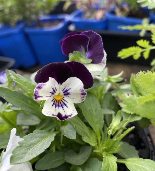 Viola 'Mix' 4" Pot of purple and white pansies.