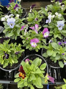 Several Viola 'Mix' 4" Pots on a table, making for a colorful display.