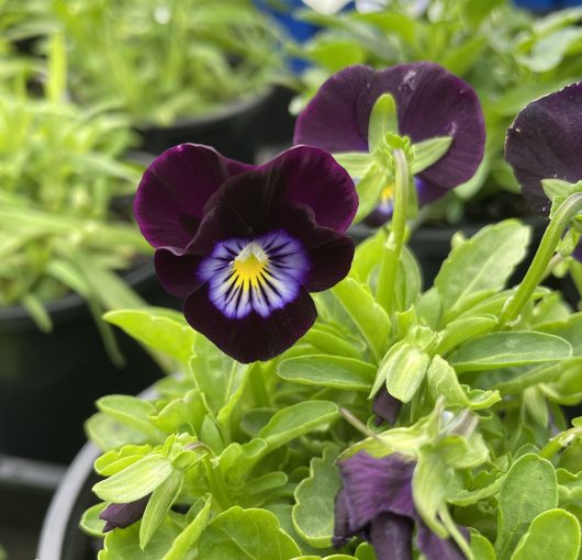 Potted Viola 'Mix' with a mix of green leaves.