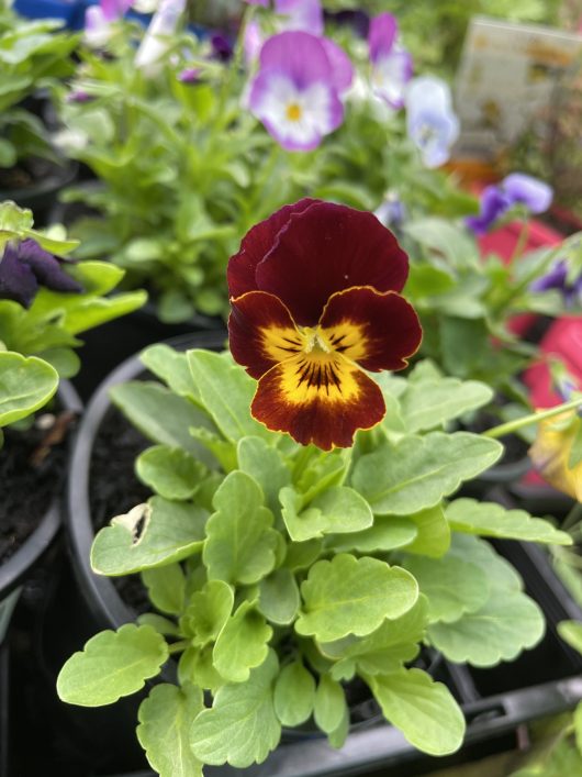 A Viola 'Mix' 4" Pot with a yellow flower.