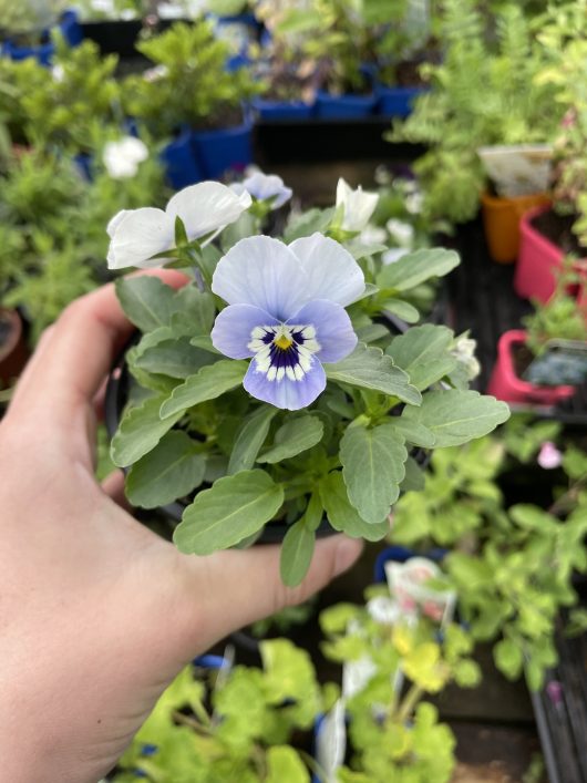 A person holding a Viola 'Mix' 4" Pot in a pot.