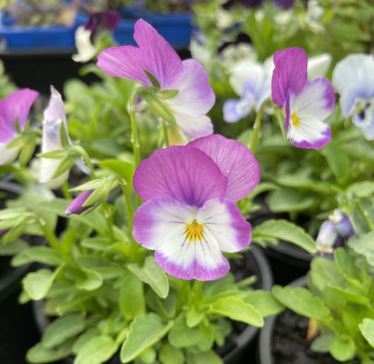 Potted purple and white Viola 'Mix' 4" Pot pansies are growing.