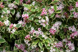 weigela florida variegata green yellow flowers variegated white pink flowers