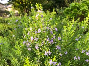 coastal rosemary australian native plant green foliage and mauve purple flowers westringia fruticosa long leaved westringia