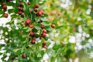 Ziziphus Jujube 'Chico' Chinese Date Red Date indian chinese date with sour red fruits