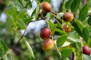 Ziziphus Jujube 'Honey Jar' Chinese Date