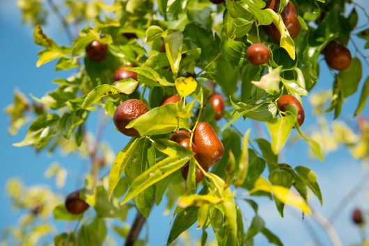 Ziziphus Jujube 'Tigertooth' Chinese Date indian date tree enlongated sour fruit