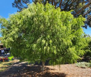 acacia cognata Narrow Leaf Bower Wattle Tree in a park melbourne australia