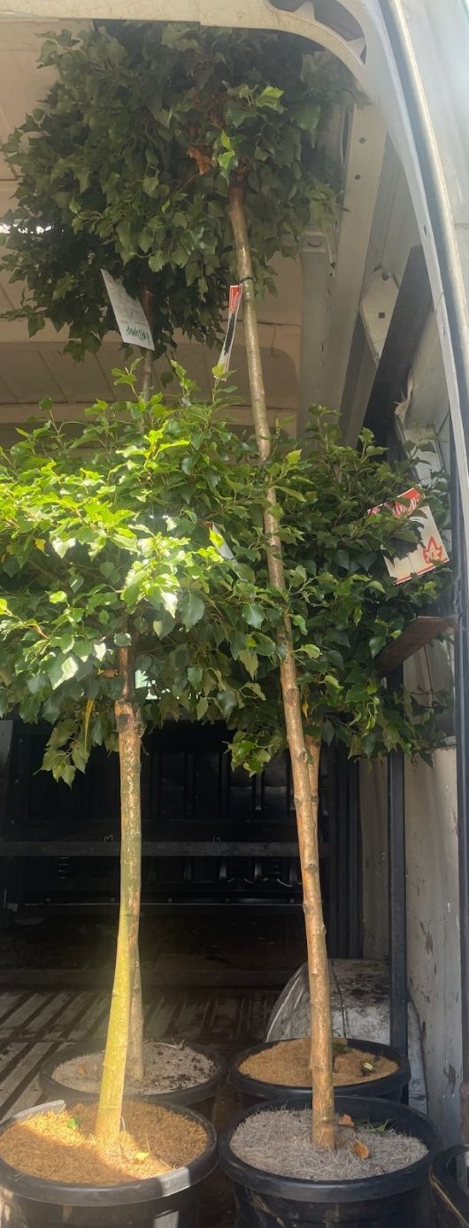 betula pendula globe standard silver birch tree 1.8m standard