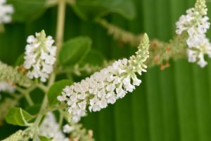 buddleja davidii white butterfly bush flower