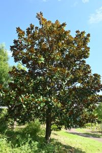 magnolia grandiflora exmouth Big Gem tree with green glossy foliage and brown leaves and white fragrant flowers