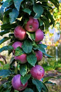 malus domestica pom for you apple tree upright columnar apple fruit tree with red edible apples