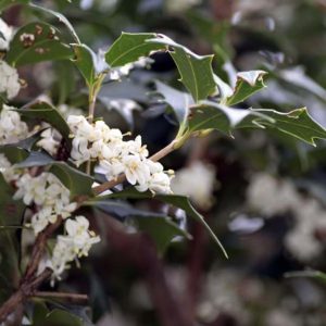 An Osmanthus 'Purple Holly' tree with white flowers and leaves