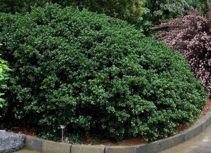 A Osmanthus 'Tea Olive' False Holly 8" Pot, also known as Tea Olive or False Holly, showcases itself as a large shrub in the midst of a garden.