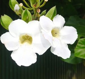 pandorea jasminoides alba white bower vine