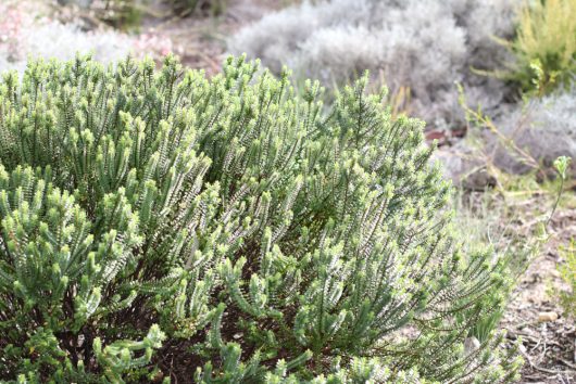 Pimelea 'Round Leaf Rice Flower' is a dense green shrub with small upright stems, featured in a sunlit garden with blurred vegetation in the background.