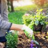 A woman is meticulously planting flowers in a garden, focusing on creating an exquisite garden design.