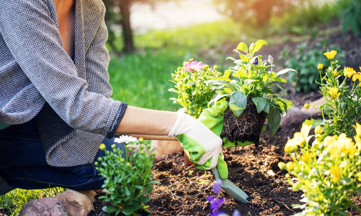 A woman is meticulously planting flowers in a garden, focusing on creating an exquisite garden design.