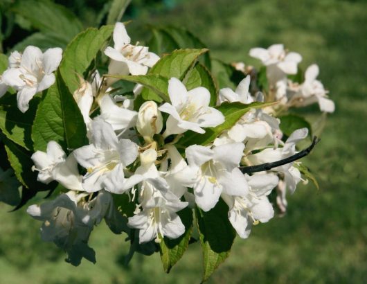 A close up of a 'White' Weigela flower. weigela florida alba