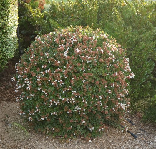 A well-manicured shrub with white blossoms in a garden setting. Topiary ball shape abelia grandiflora nana Dwarf abelia