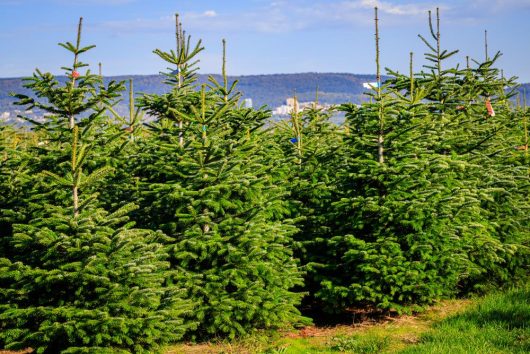 a row of evergreen bushy christmas trees growing abies caucasian fir nordmann fir
