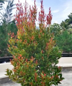 australian native hedging plant acmena smithii pencil red lilly pilly upright narrow foliage with green leaves and bright red new growth