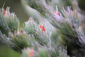 Close-up of Adenanthos 'Lighthouse' Woolly Bush soft delicate needles with small red growths on green and silver grey foliage australian native plant