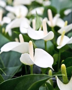 A cluster of white Anthurium 'Deco White' 6" Pot flowers with prominent spadices surrounded by lush green foliage.