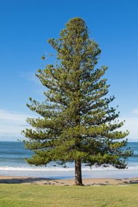 Lone pine tree standing by a sunny beach with clear blue skies in the background. Araucaria norfolk island pine tree