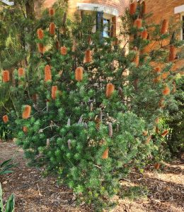Banksia ericifolia, the heath-leaved banksia