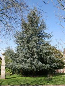 Evergreen tree, an essential garden plant, standing tall in a sunny park with a bench nearby. Blue Cedar tree
