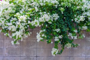 white flowering climber bougainvillea plant with green leaves
