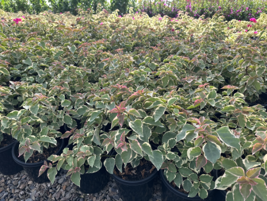 Rows of Bougainvillea bambino 'Zuki' 8" Pot plants with variegated green and pink leaves, displayed outdoors under daylight.