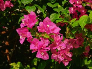 Vibrant pink Bougainvillea bambino zuki blooms amidst green foliage climber
