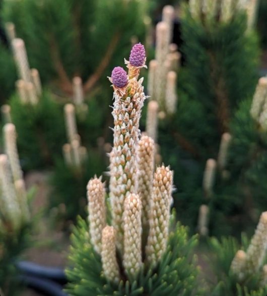 Close-up of a Pinus 'Coolwyn' Japanese Black Pine 13" Pot with young purple cones.