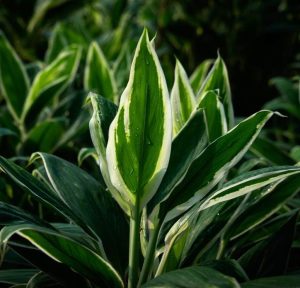 Variegated leaves of Cordyline fruticosa troic frost cabbage palm foliage