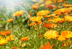 A group of Calendula 'Bon Bon™ Mix' flowers in a 6" pot.