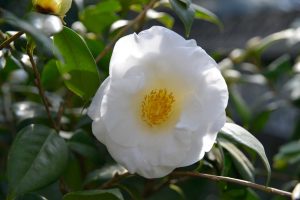 camellia sasanqua white flowers with yellow centres australian camellia sasanqua paradise petite white