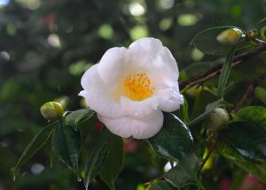 camellia sasanqua starry eyes bright white flowers with yellow centres