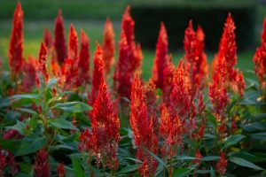 A group of red flowers.