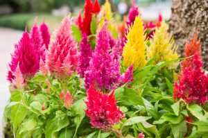 A group of colorful flowers in a pot. celosia mixed fluffy cottage flowers rainbow cockscomb
