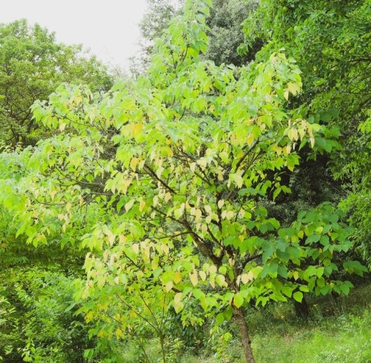 Celtis 'Common Hackberry' Celtis occidentais GREEN UPRIGHT TREE IN THE FOREST