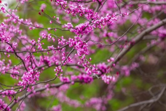 Vibrant pink blossoms of the Cercis 'Eastern Redbud' 6" Pot blooming on tree branches.