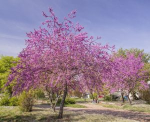 EASTERN REDBUD TREE CERCIS CANADENSIS BRIGHT PINK PURPLE DECIDUOUS TREE IN USA