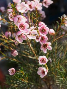 clusters of australian native flowers Chamelaucium uncinatum local hero pbr geraldton wax ivy flowers