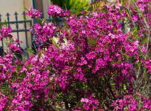 A vibrant Chamelaucium 'Nina's Delight PBR' Geraldton Wax bush with bright pink flowers in full bloom, presented in a 6" pot.