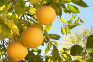 citrus paradisi grapefruit marsh yellow round fruits hanging off tree branch